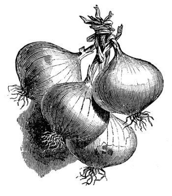 October 23rd: Fire Cider Workshop